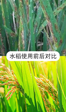 水稻对比