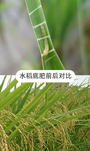 水稻底肥对比图3